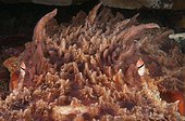 Giant Pacific Octopus Washington USA