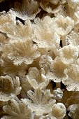 Waving Hand Coral polyps Red Sea Sudan 