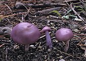 Blewits undergrowth France 