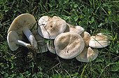 Blewits on grass France 
