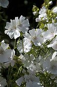 Musk mallow 'Alba' in bloom in a garden