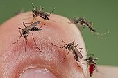 Asian Tiger Mosquito biting on finger Spain ; Invasive, potentially disease-carrying species around the world, photographed in Catalonia, Spain, where it is present since 2004.