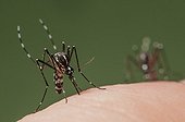 Asian Tiger Mosquito biting on finger Spain ; Invasive, potentially disease-carrying species around the world, photographed in Catalonia, Spain, where it is present since 2004.