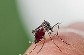 Asian Tiger Mosquito biting on finger Spain ; Invasive, potentially disease-carrying species around the world, photographed in Catalonia, Spain, where it is present since 2004.