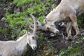 Ibex young males facing Valais Switzerland
