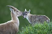 Ibex and young Valais Switzerland 