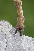 Alpine Ibex leg arrièrede Valais Switzerland