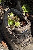 Joubarbes plantées dans une chaussure au jardin
