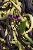 Dwarf beans 'Purple Queen' and 'Rocbrun' in a kitchen garden