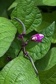 Dwarf bean 'Purple Queen' in bloom in a kitchen garden