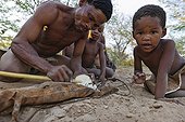 Bushman peeling a tuber used for water Kalahari Botswana