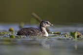 Black-necked Grebe on a pond Sologne France