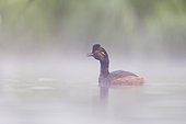 Black-necked Grebe in the mist of a pond Sologne France