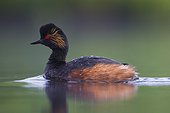 Black-necked Grebe on a pond in spring Sologne France