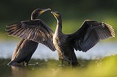 Great Cormorants in spring Sologne France