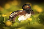 Black-necked Grebe in Sologne in spring France