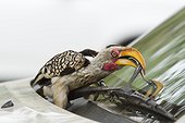 Southern Yellow-billed Hornbill pulling a rubber wiper car 