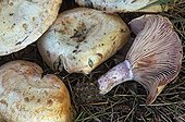 Milkcaps France