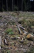 Morels in Coarse woody debris France 