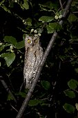 Scops Owl after banding Bretolet Pass Swiss Alps  ; Each year between 10 and 20 000 birds of 100 species are catch and ring the Col de Bretolet<br>