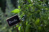 Basil with label in a garden