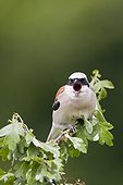 Male Red-backed Shrike dismissing pelotte Vaud Switzerland 