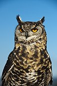 Portrait of Cape Eagle Owl KwaZulu Natal South Africa
