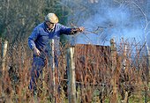 Burning branches in winter Vineyard Côtes du Jura France 