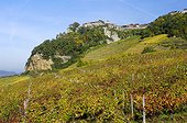 Vineyard of Château Chalon AOC wine yellow Jura France