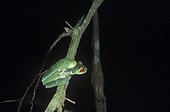 Red-eyed tree frogs mating on a branch Corcovado Costa Rica 