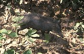 Collared peccary undergrowth Corcovado NP Costa Rica