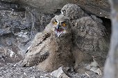 Young Eurasian Eagle Owl to nest in the rocks France 