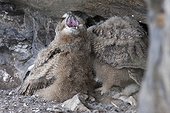 Young Eurasian Eagle Owl to nest in the rocks France 
