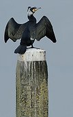 Great Cormorant drying Zeeland Netherland