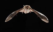 Bechstein's bat flying Belgium 