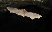 Blasius Horseshoe Bat flying Bulgaria