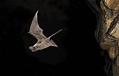 European free-tailed bat on flight Spain 