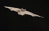 European free-tailed bat on flight Spain 