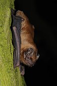 Noctule on a trunk Belgium