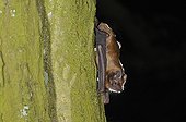 Noctule on a trunk Belgium