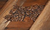 Geoffroy's bats under framing Belgium