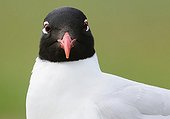 Portrait of Meditarranean Gull Belgium 