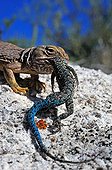Sonoran collared Lizard eating a Ornate tree Lizard USA