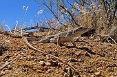 Long-nosed Leopard Lizard Mojave National Preserve USA 