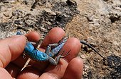 Lézard dans une main en Arizona aux USA
