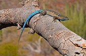 Lézard en Arizona aux USA