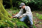 Picking King Bolete undergrowth Alsace France