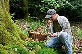 Picking King Bolete undergrowth Alsace France