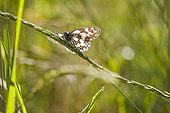 Marbled White on a grass in summer France  