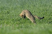 Wildcat hunting in a meadow in summer France